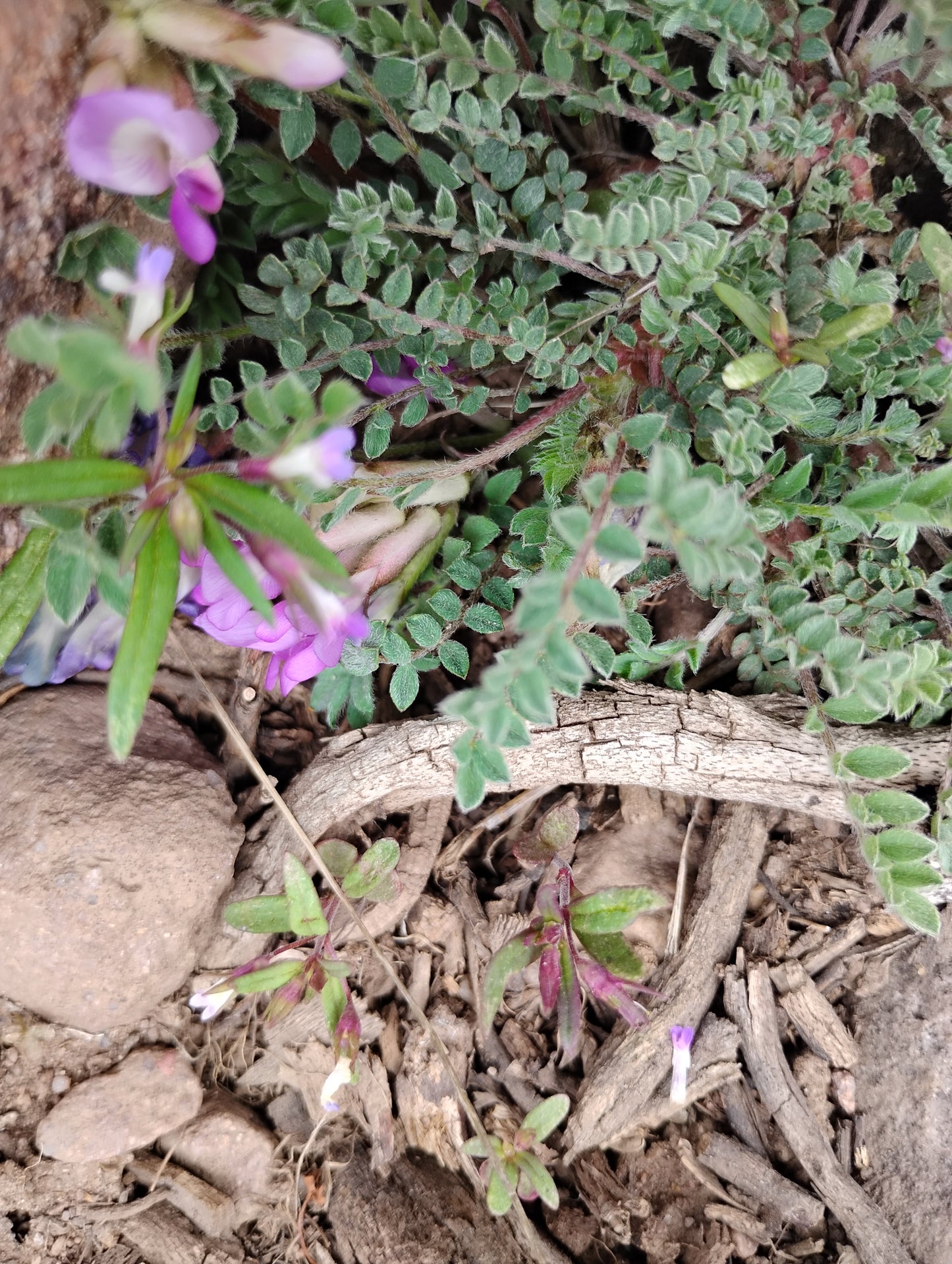 Astragalus argophyllus var. martinii (Silverleaf aka Martin's Milkvetch) 80 Seeds