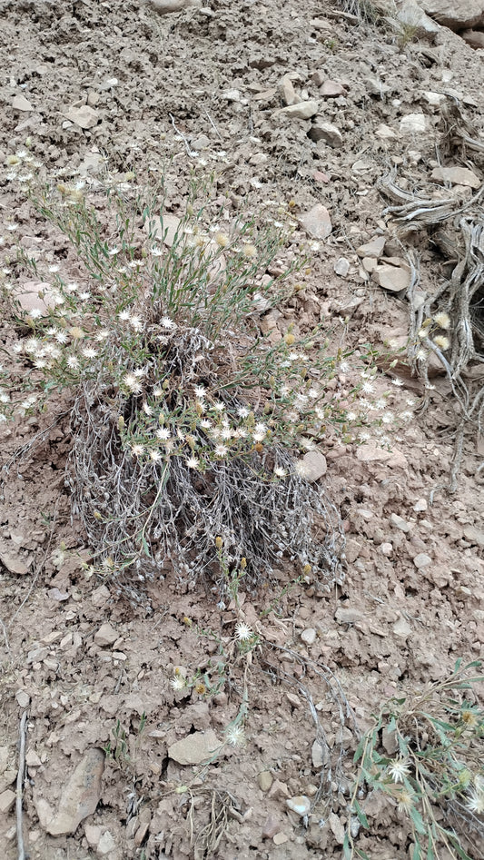 Xanthisma grindelioides (Rayless Tansyaster) 60 Seeds