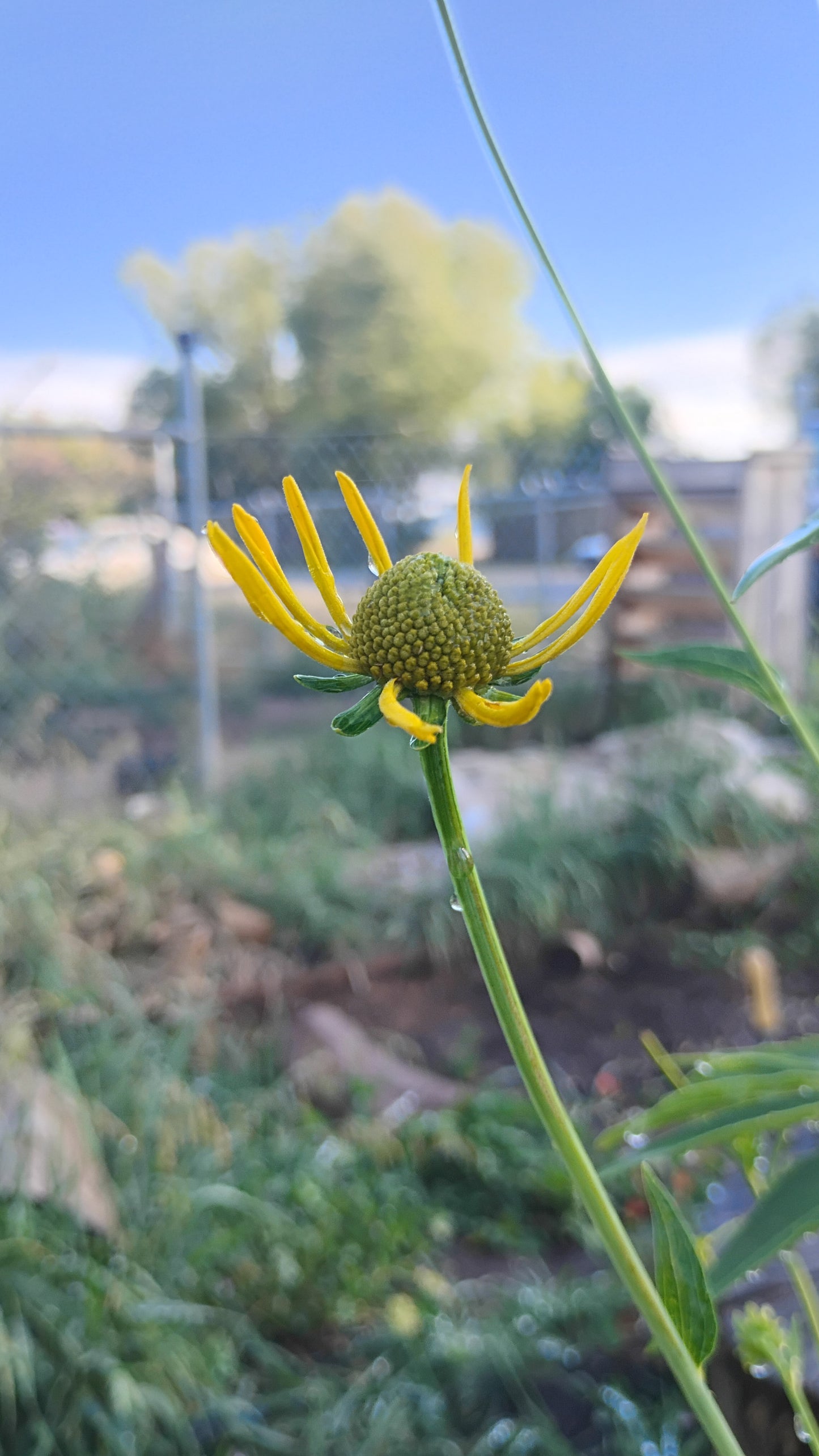 Rudbeckia lacianata v. ampla (Cut leaf Coneflower)