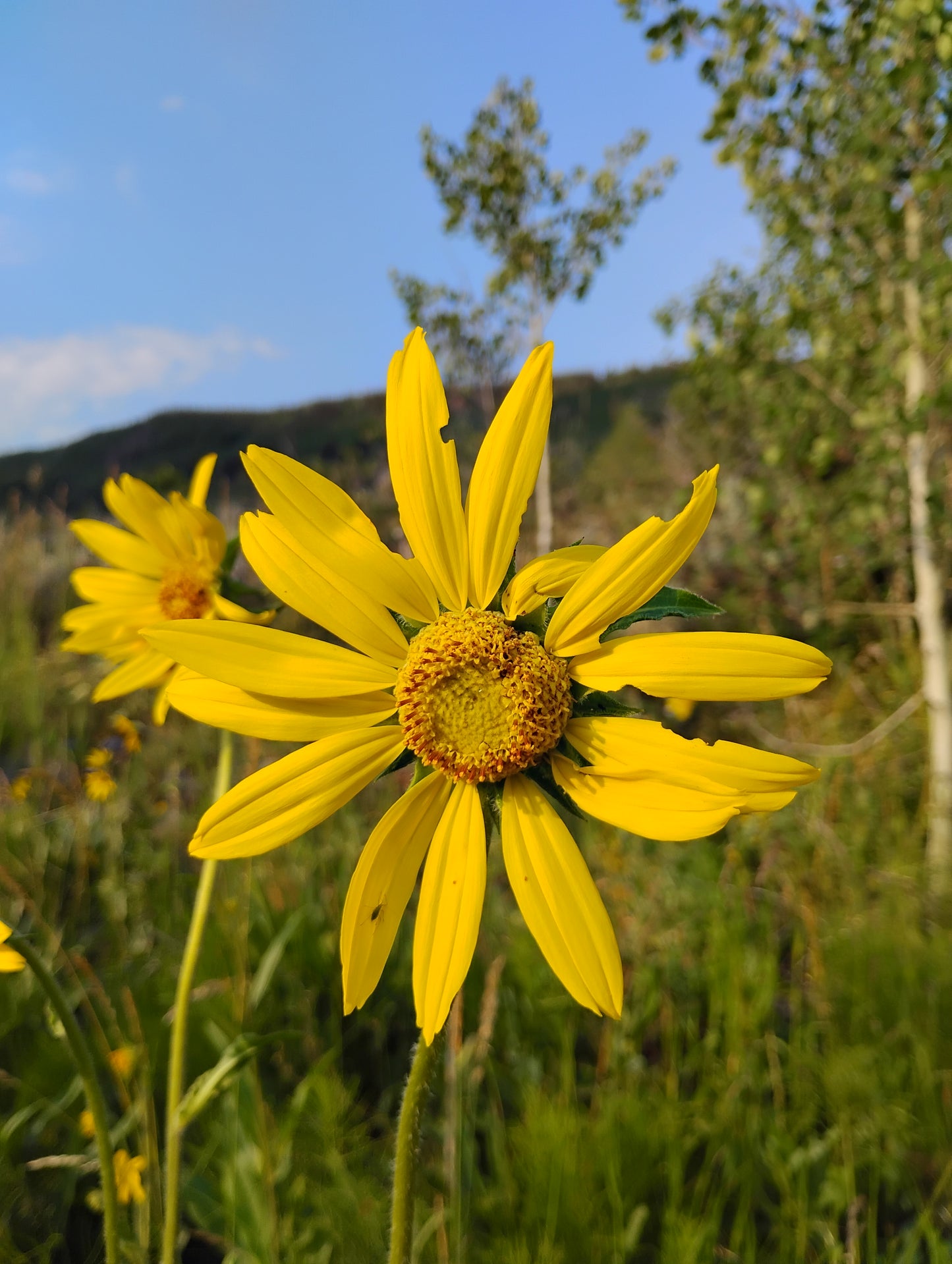 Helianthella quinquenervis (Dwarf Nodding Sunflower)