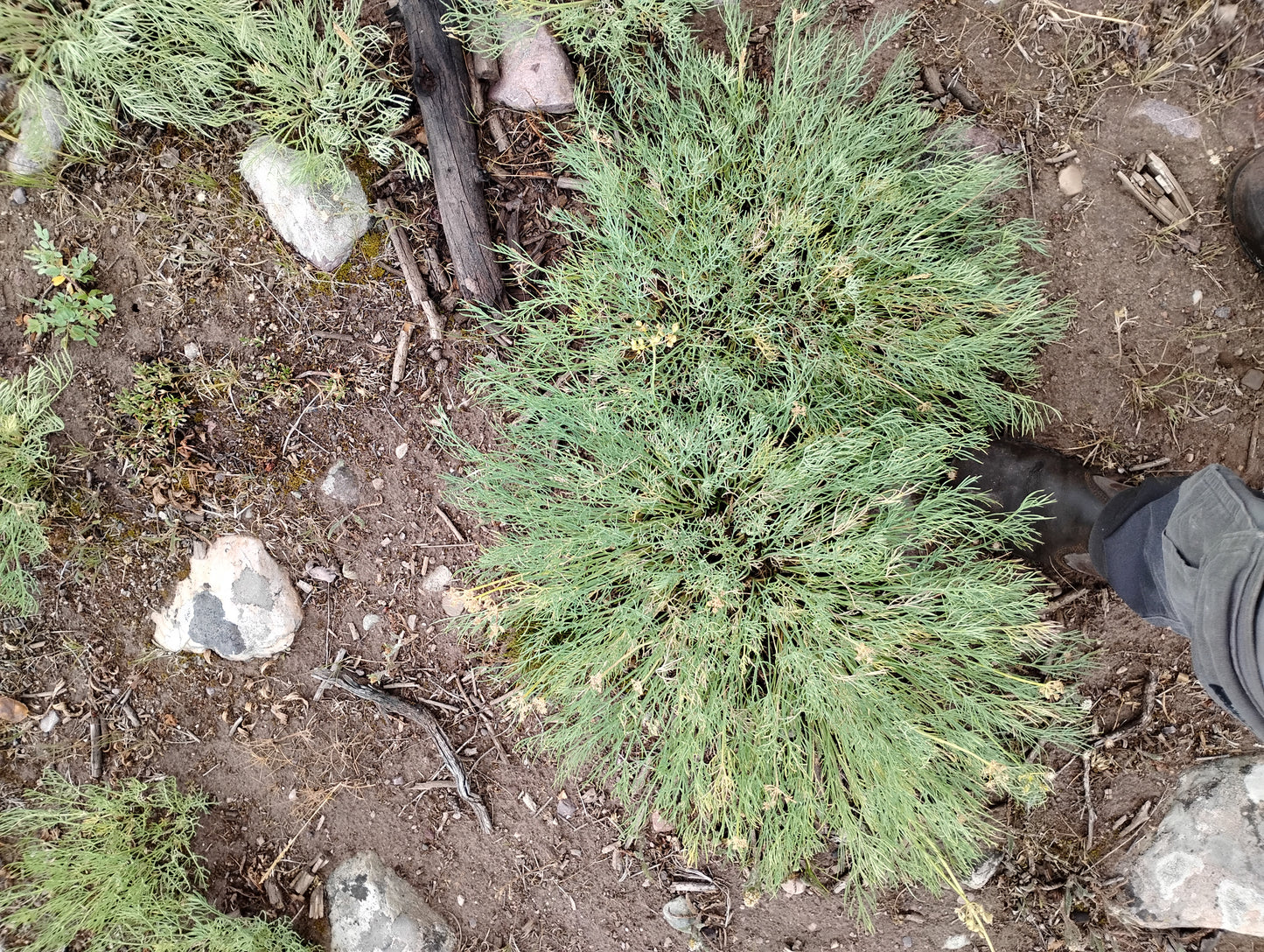 Lomatium graveolens var. graveolens (King Lomatium) 45 Seeds