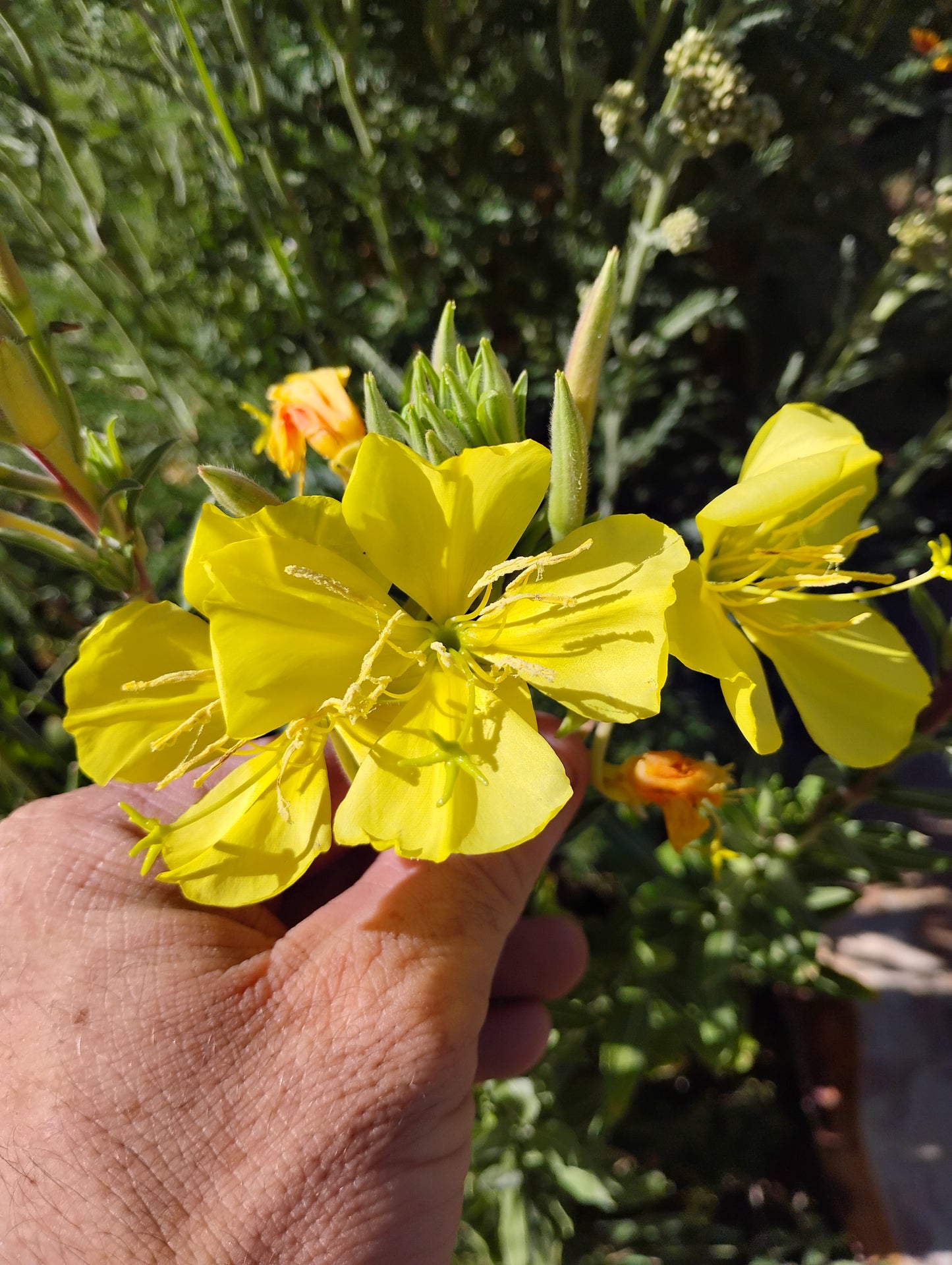 Oenothera elata (Tall Evening Primrose)